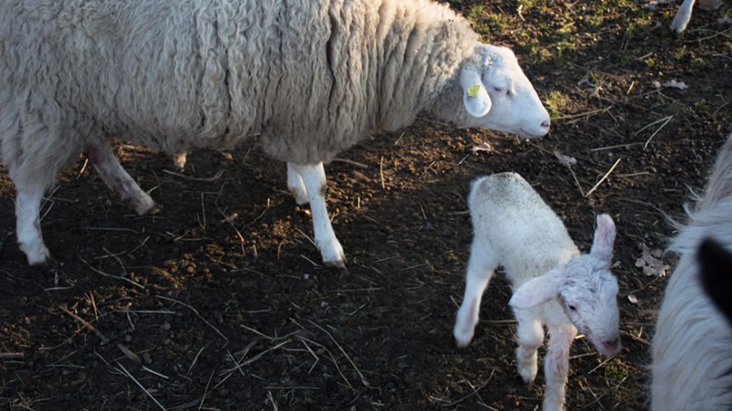 Das gerade geborene Lamm ist gesund und munter und steht auf senen Beinen