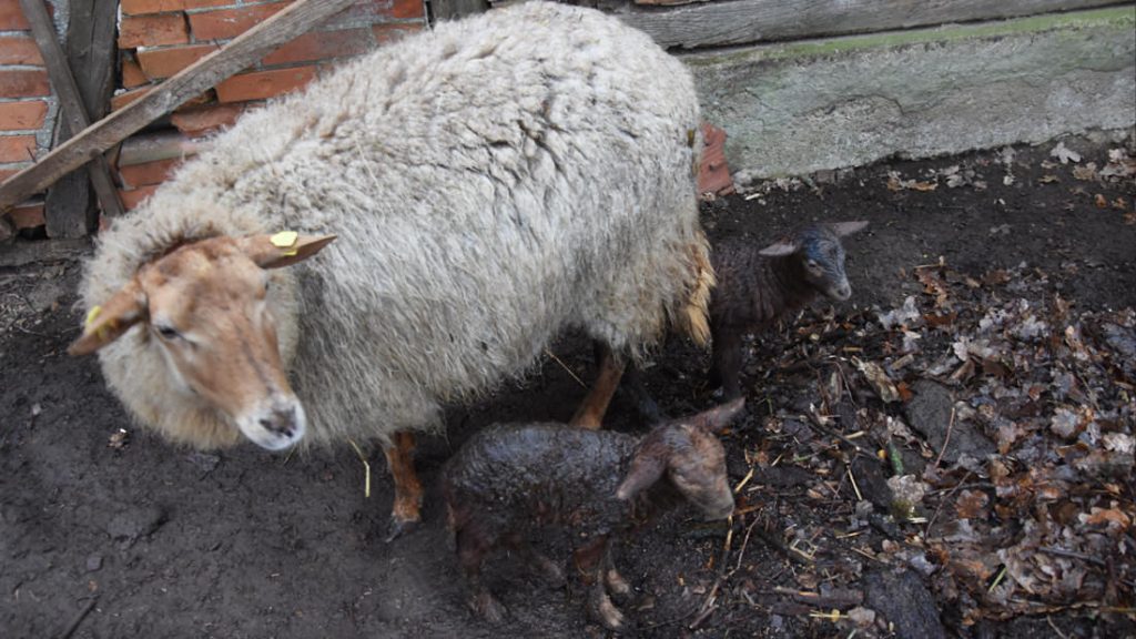 Die Mutter steht mit ihren Lämmern vor dem Stall und die Wolle schützt die Kleinen
