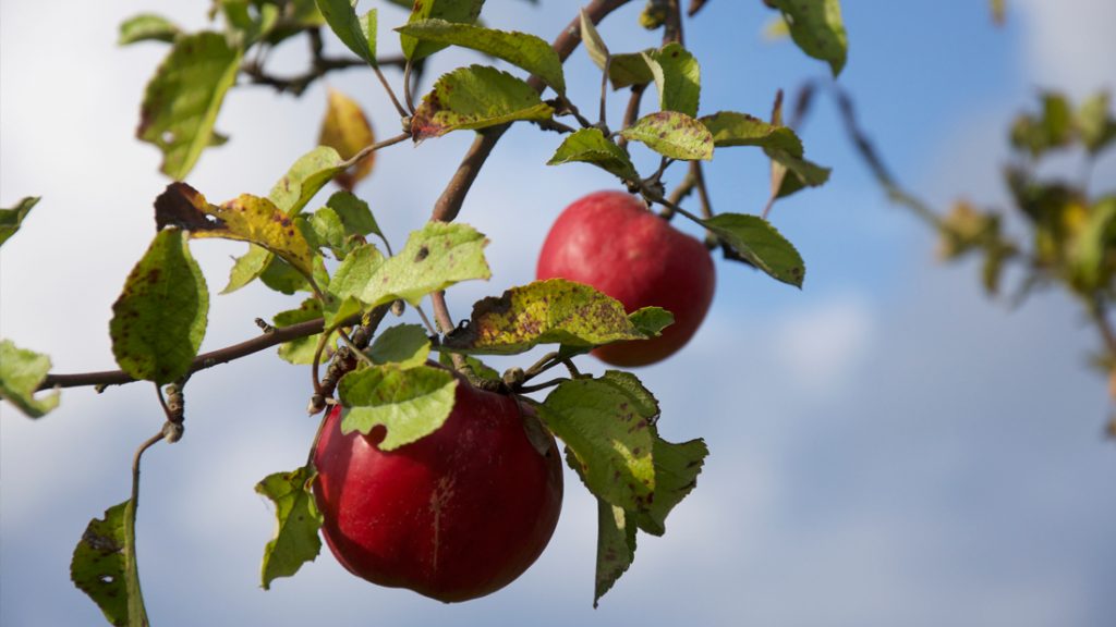 Prächtige Äpfel wachsen im LERNORT Garten