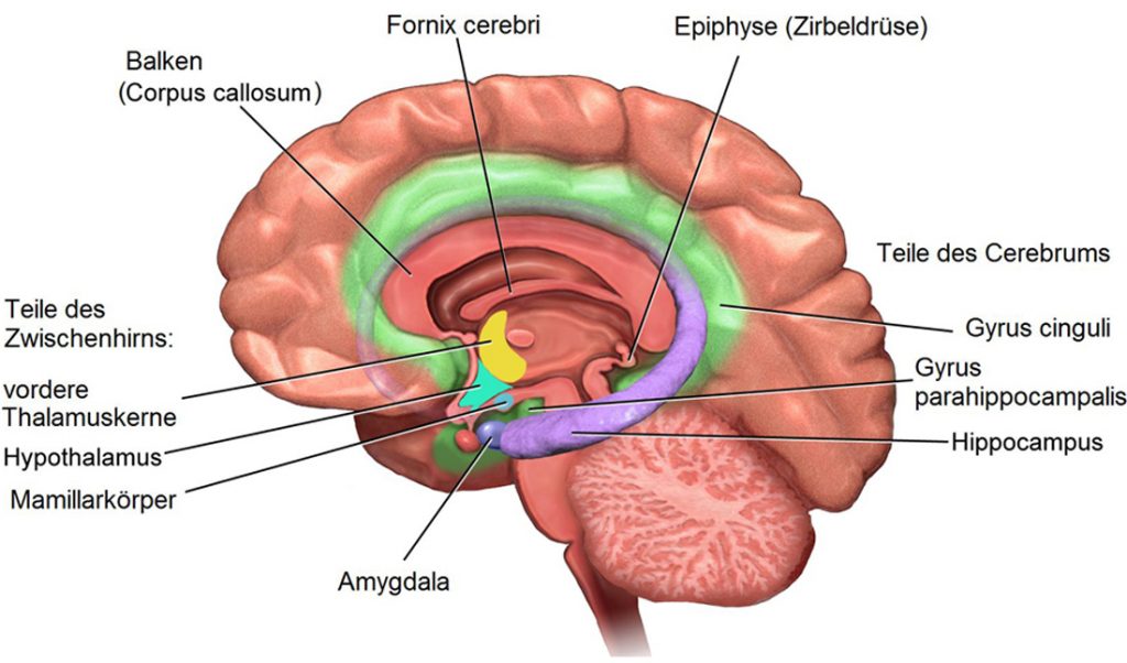 Eine Grafik zeigt den Aufbau des limbischen Systems